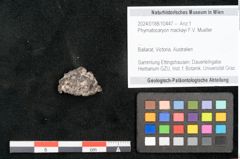 Foto (Objekt + Etikett) von Phymatocaryon mackayi F.V. Mueller (NHMW-GEO-2024-0188-10447)